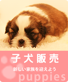 子犬販売